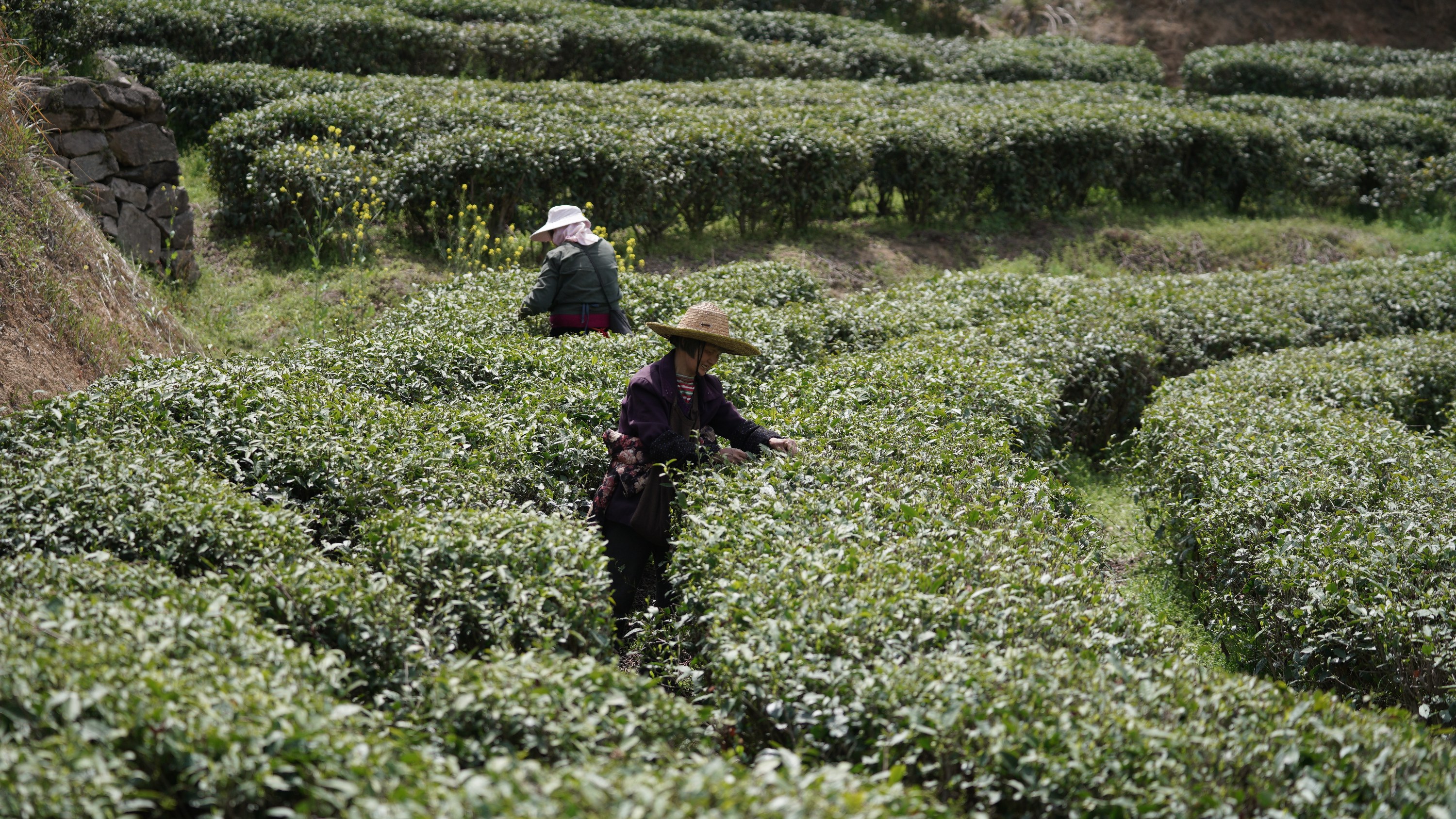 1764561285848173.jpg OK-DSC01179(1).JPG